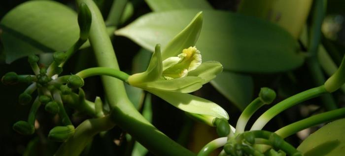 φαρμακευτικά βότανα για τον πονοκέφαλο Vanilla fragrans