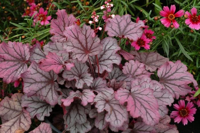 heuchera ως ιδέες σχεδιασμού κήπου με σύνορα κρεβατιών