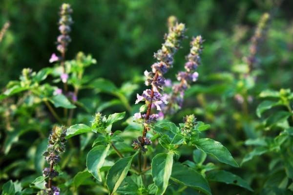 Ινδικό προσαρμογόνο τσάι tulsi βασιλικού