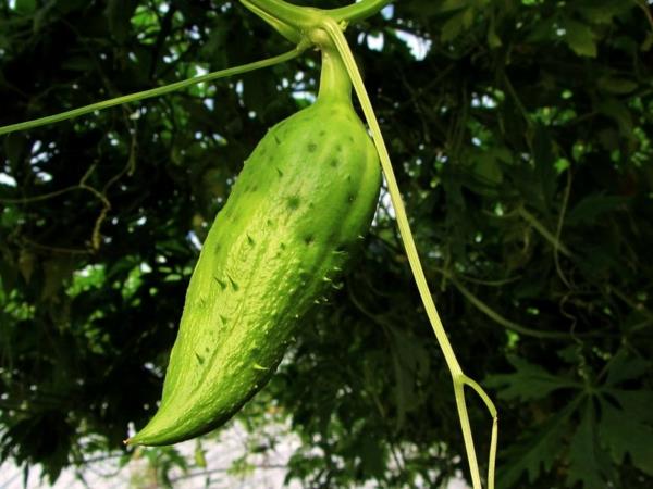 άκρες αγγούρι superfood φυτών άκρες