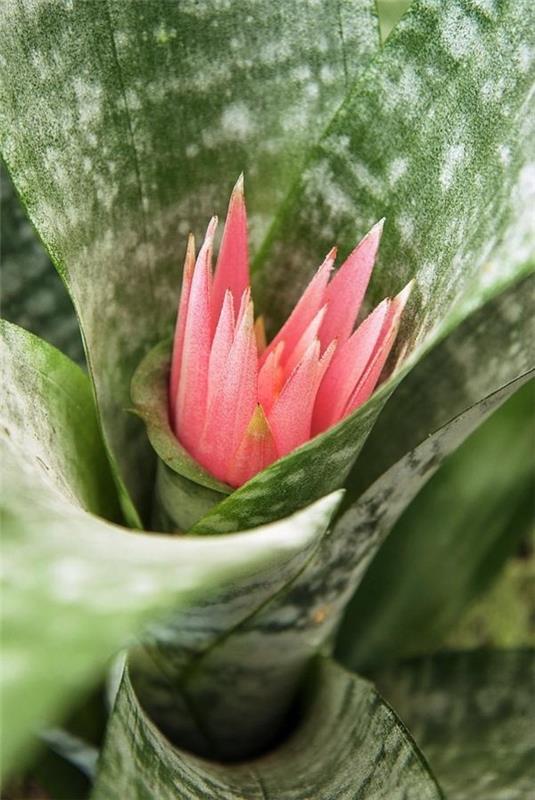 νεαρό φυτό aechmea fasciata