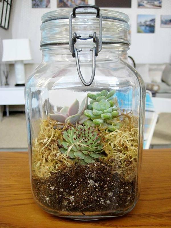 καφετιέρα αλεσμένο βρύα ζουμερό terrarium