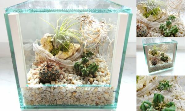 καφετιέρα βότσαλα κάκτοι terrarium