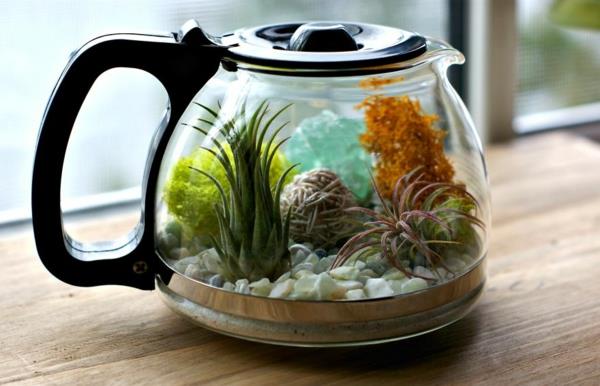 καφετιέρα mini terrarium air φυτά παχύφυτα