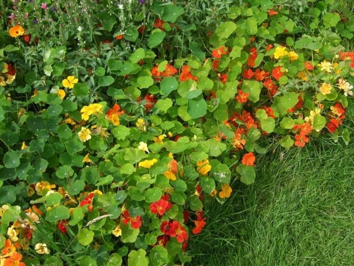 nasturtiums ως περίγραμμα στον κήπο