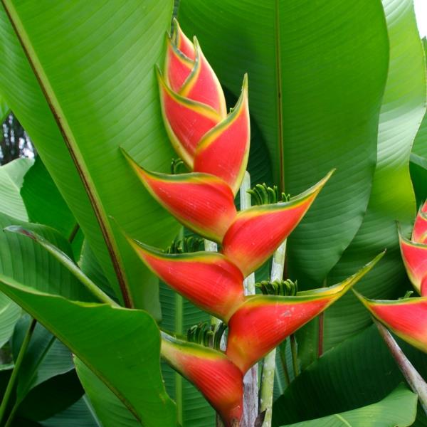 νησιά της Καραϊβικής heliconia montserrat