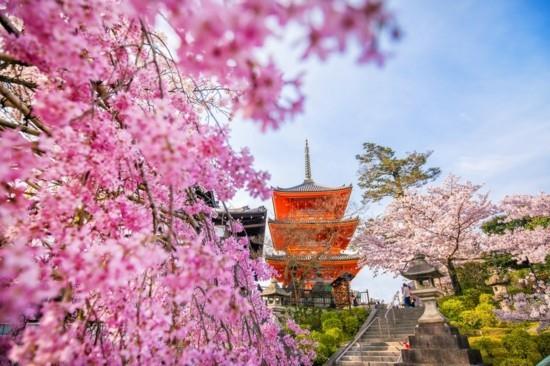 εποχή ανθών κερασιών hanami Japan