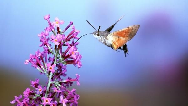 drone έμπνευσης μικρού πουλιού