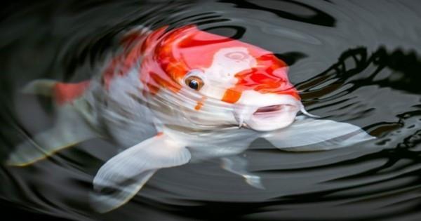 αναπαραγωγή koi carp hibernate