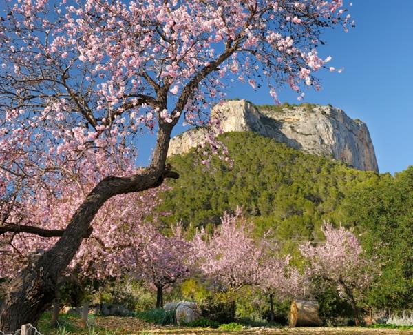 Μαγιόρκα διακοπές ανθίζει αμύγδαλο βουνά