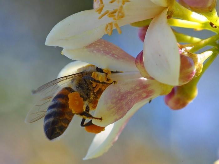 μέλι manuka υγιεινή τροφή θεραπεία μέλισσα