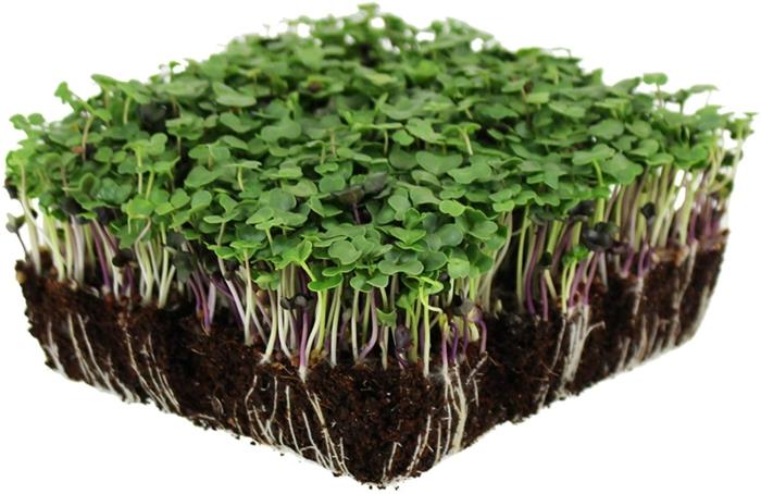 microdreens cress