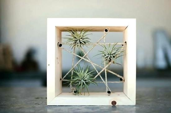 μίνι ντεκό κατασκευή με tillandsia