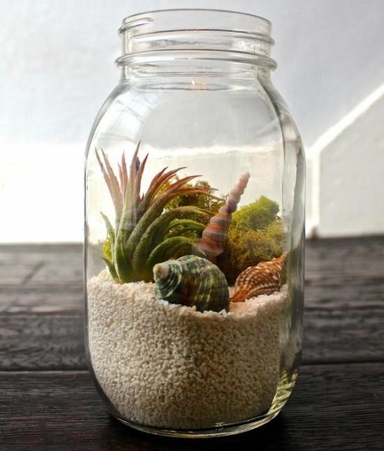 μίνι terrarium tillandsia και μύδια