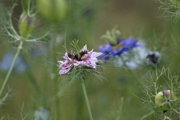 nigella damascena λουλούδι ροζ