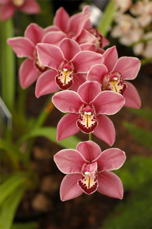 είδη ορχιδέας cymbidium ορχιδέα ροζ αποχρώσεις φυτά κήπου