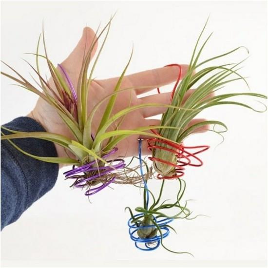 πρωτότυπες ιδέες ντεκό με tillandsia