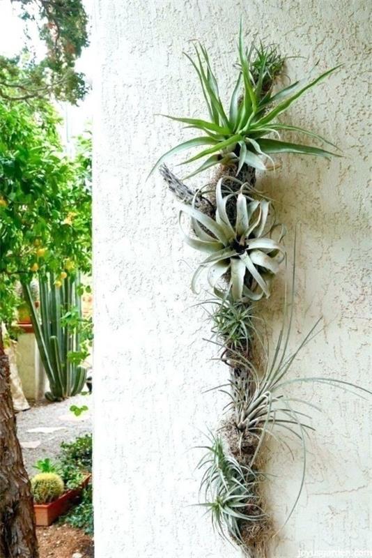 εξωτερική διακόσμηση τοίχου με tillandsia