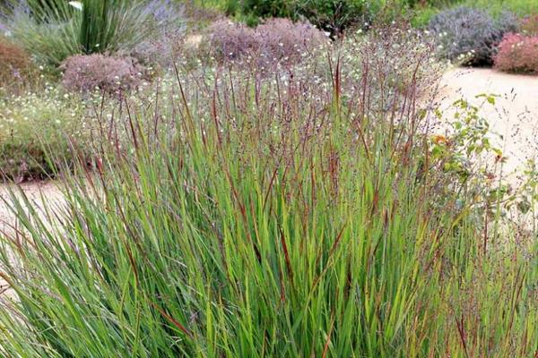 panicum virgatum διακοσμητικό γρασίδι