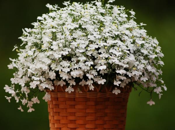 φυτά μπαλκόνι εύκολης φροντίδας lobelia λευκό