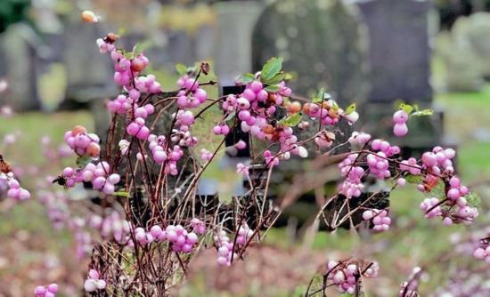 ροζ φρούτα snowberry δηλητηριώδη