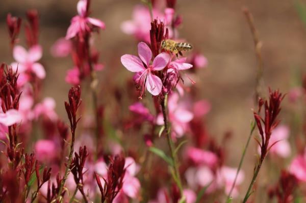 υπέροχα κεριά gaura φιλικά προς τα μελίσσια φυτά