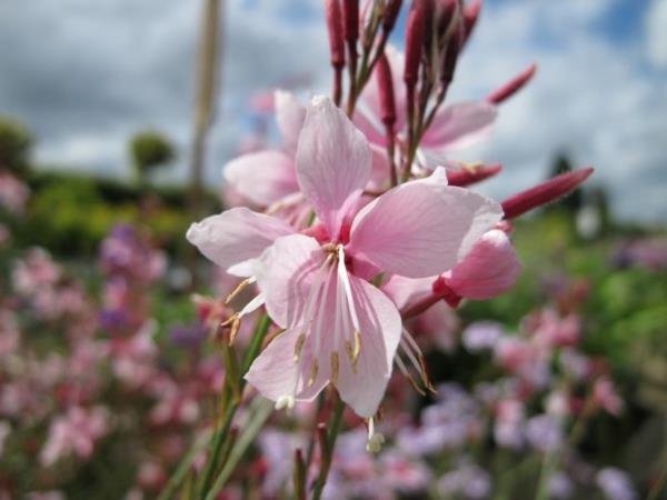 όμορφα κεριά gaura άνθος