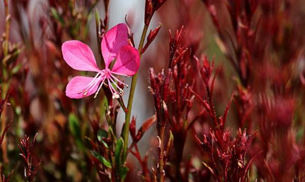 όμορφα κεριά gaura lindheimeri ροζ