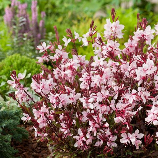 υπέροχα κεριά gaura lindheimeri