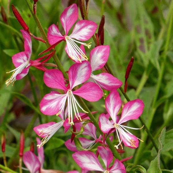 υπέροχα κεριά gaura όμορφα ροζ λουλούδια