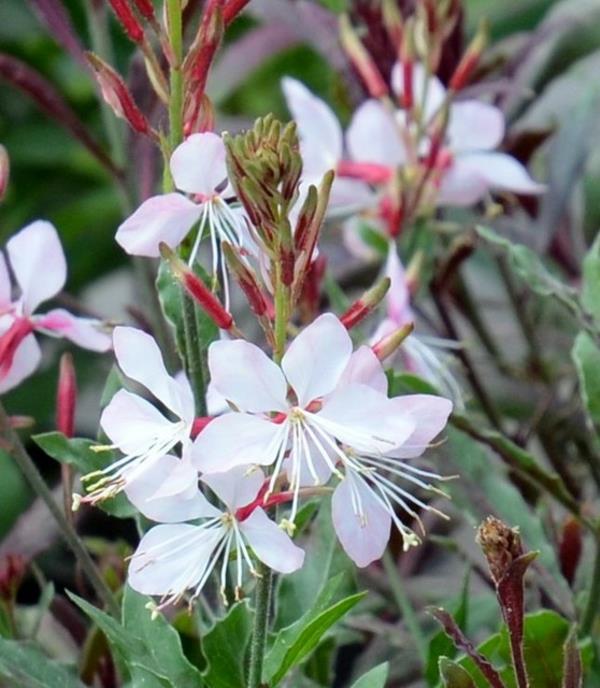 όμορφα κεριά λευκή ποικιλία gaura