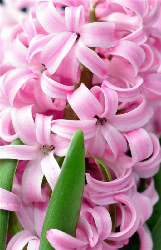 ροζ εικόνες Hyacinthus orientalis ανοιξιάτικα λουλούδια