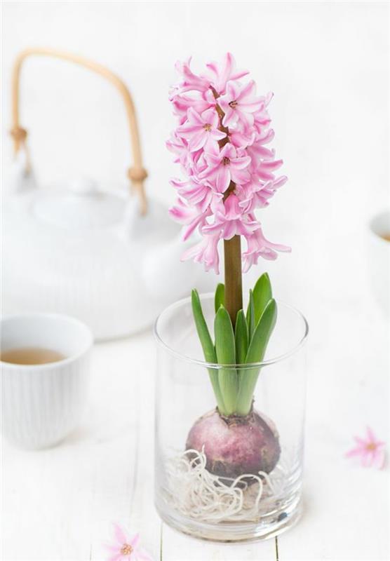 Ιδέες διακόσμησης Hyacinthus orientalis με ανοιξιάτικα λουλούδια