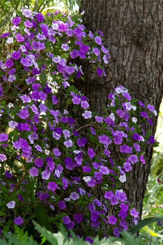 σκιά φυτά brunfelsia pauciflora