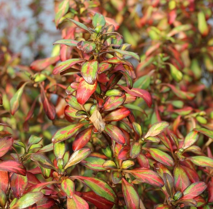 σκιά φυτά coprosma