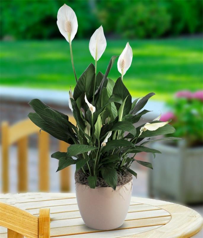 σκιά φυτά spathiphyllum λουλούδι δοχείο βεράντα