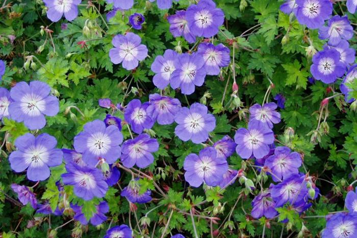 σκιά φυτά cranesbills γεράνι cranesbill