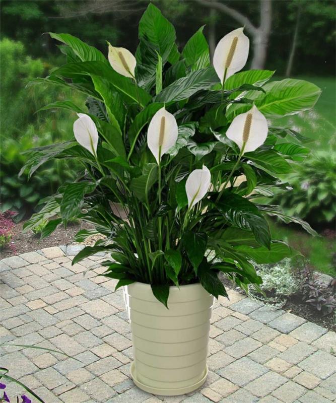 σκιά φυτά βεράντα ιδέες σχεδιασμού spathiphyllum