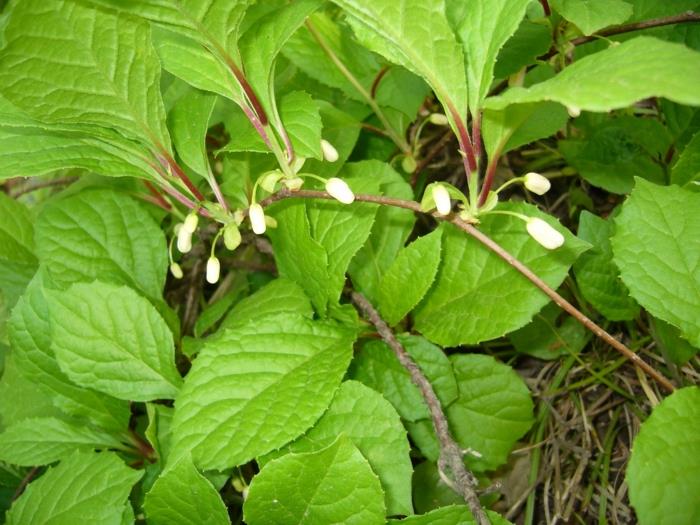 Schisandra berries κινεζικό μπουμπούκι