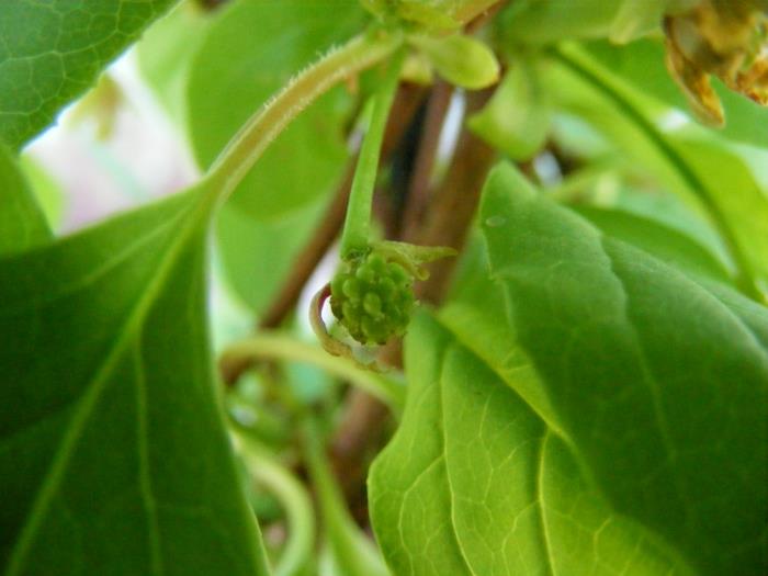 Schisandra berries κινεζικά μπουμπούκια φυτών