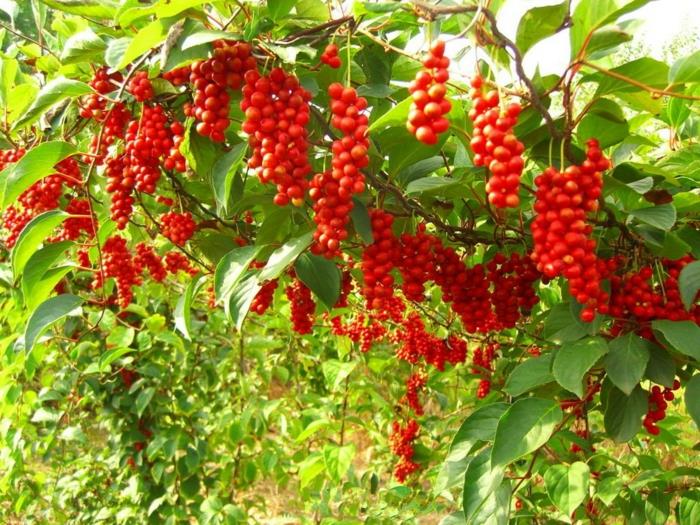 Schisandra berries κινεζικά φυτά σταφύλια κόκκινα