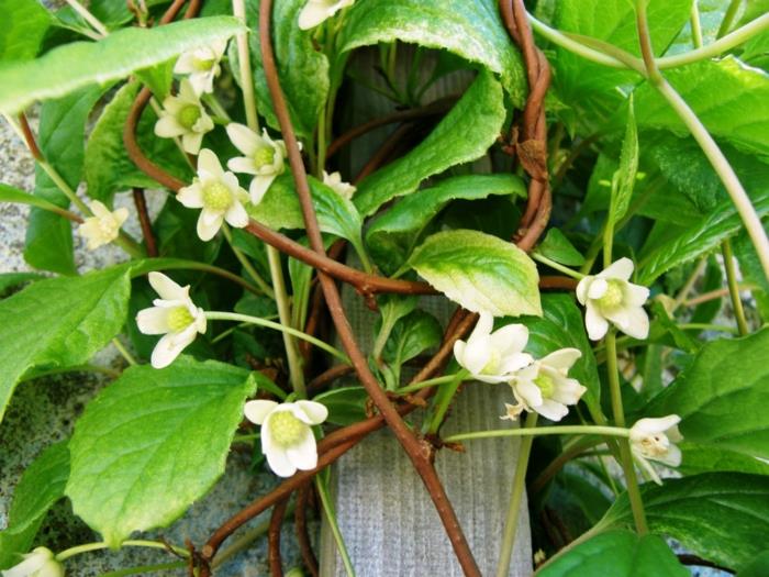 Schisandra berries εξωτικός κήπος φυτών