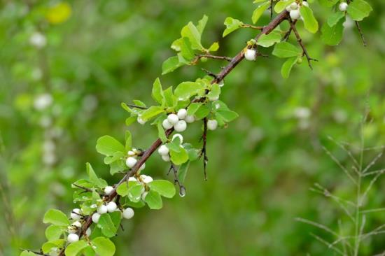 snowberry tree δηλητηριώδες