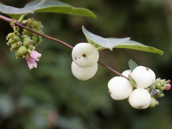 λουλούδια φρούτων snowberry