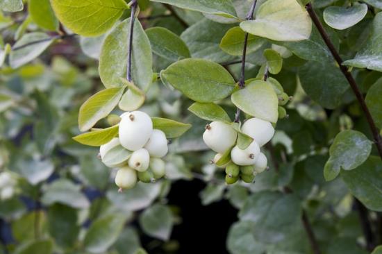 φρούτα snowberry αφήνει δηλητηριώδη