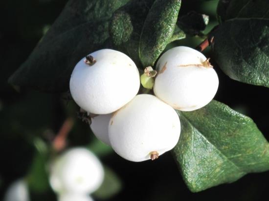 snowberry δηλητηριώδες