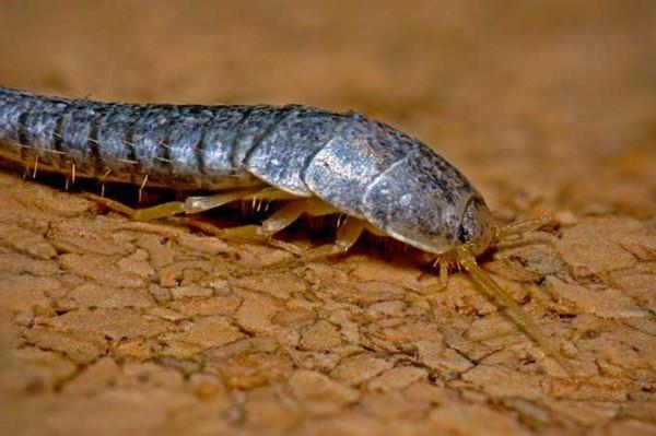 καταπολέμηση άκρες silverfish