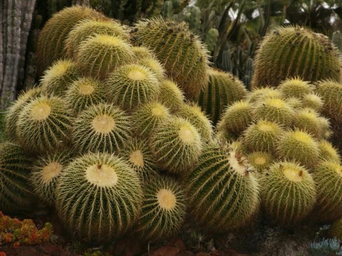 χυμώδη είδη κάκτοι Echinocactus