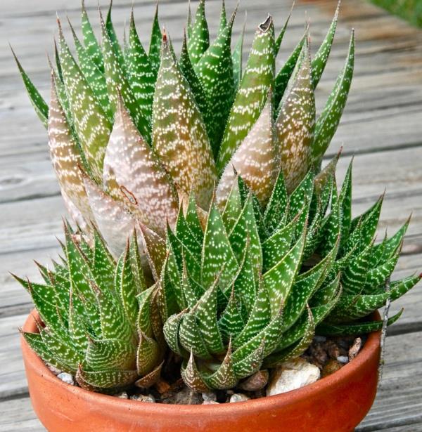 χυμώδη φυτά κήπου Aloe Aristata Haworthia