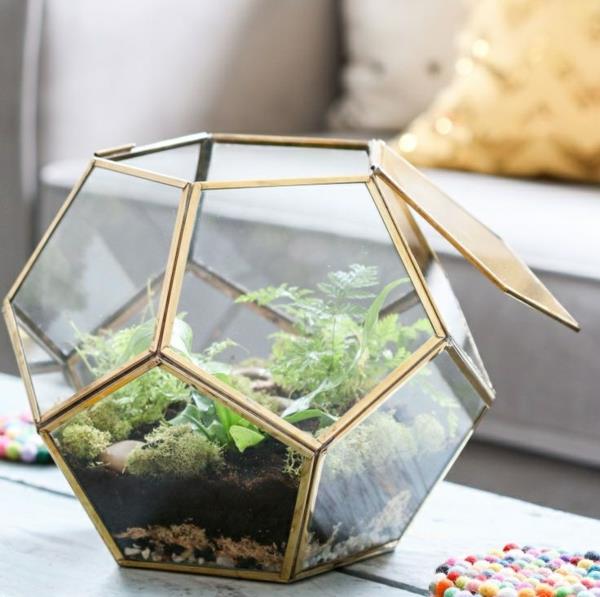 φυτά terrarium γυάλινα αγγεία ακανόνιστα